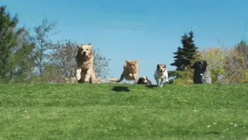 Leader Of The Pack